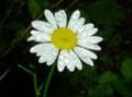 daisy 4