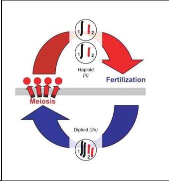Complex image showing flow of fertilization. 