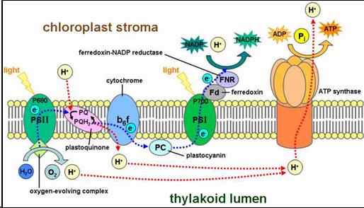 Complex image about chloroplast stroma.