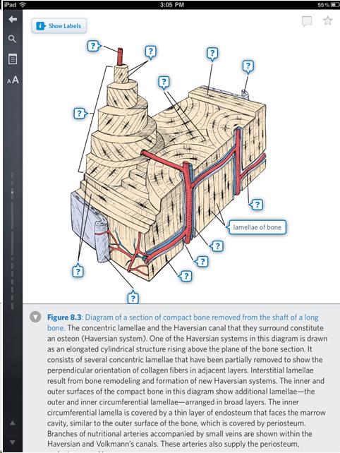 Interactive pop up dialogs label parts of a diagram of bone in Inkling screen shot. All pop-ups pint to parts of the bone diagram. The pop up display quesiton marks in them. Clicking one reveals the name of the region pointed too--thereby answering the question mark.