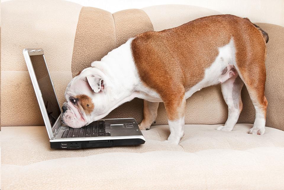 Dog with chin on laptop keyboard.