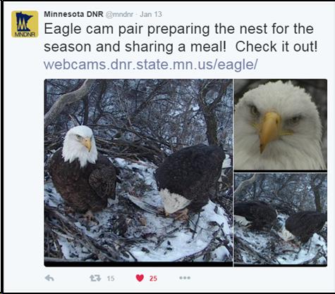 Minnesota DNR Twitter posting "Eagle cam pair preparing the nest for the season and sharing a meal! Check it out!" Image: eagles in the nest. Link: webcams.dnr.state.mn.us/eagle/