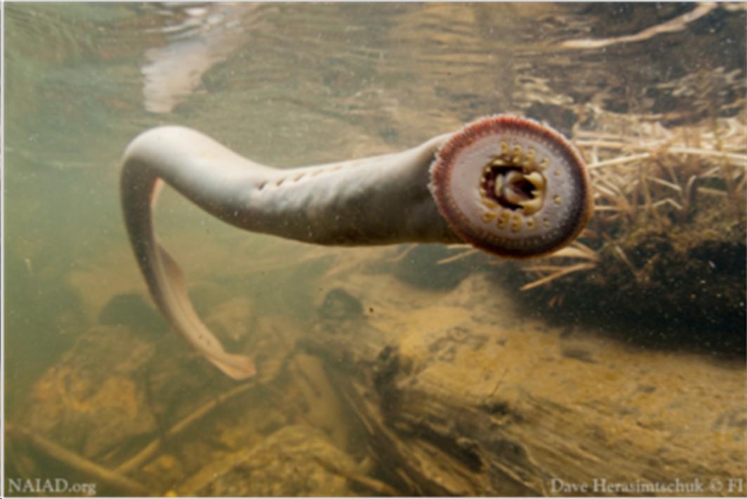 Picture of a lamprey