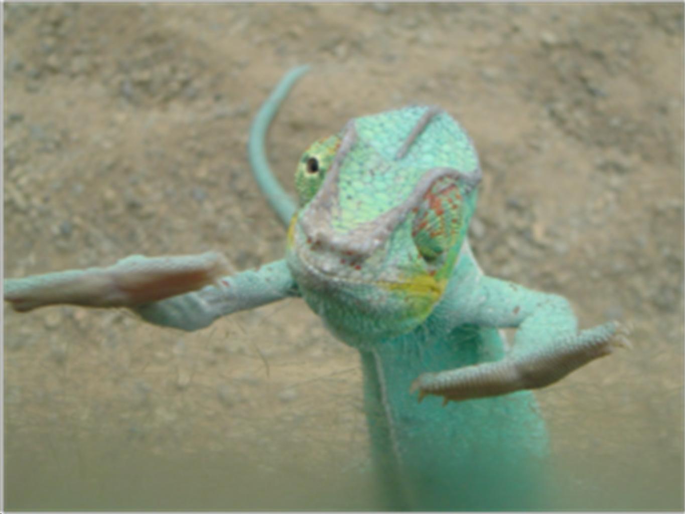 Picture of a lizard